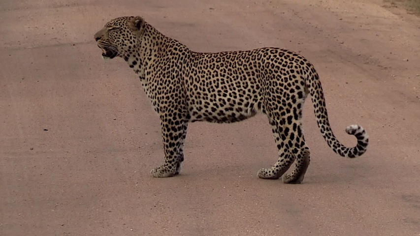 Male leopard walking down a dirt path. Greater Kruger South Africa. Panoramic plane | Shutterstock HD Video #1032951077