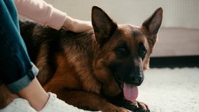 slow-motion of young woman stroking cute purebred german shepherd dog at home