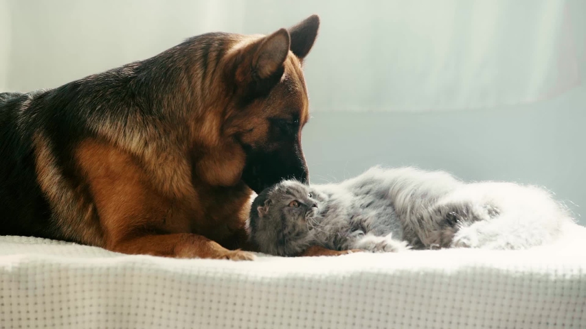 slow-motion of cute purebred german shepherd dog licking grey cat while lying on bed Royalty-Free Stock Footage #1032951722
