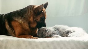 slow-motion of cute purebred german shepherd dog licking grey cat while lying on bed