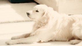 slow-motion of cute purebred dog lying on floor, licking nose and looking at camera