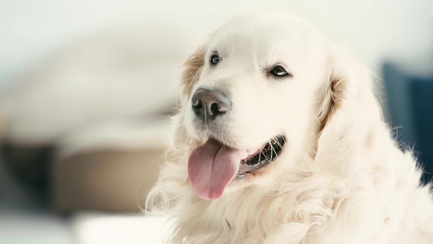 slow-motion of adorable dog showing tongue while breathing at home