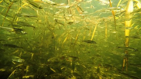 a flock of small fish under water in the river