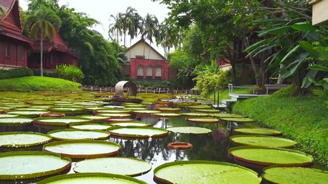 Large lotus leaf Victoria waterlily asia tropical area Phuket Thai Pool