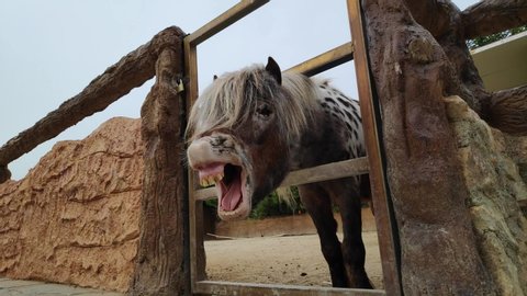 Falabella miniature horse is one of the smallest breeds of horse in the world. Close up neighing on the camera