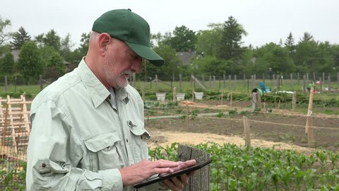 Urban farmer looks at crops and tablet