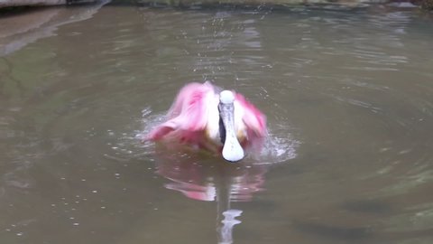 roseate spoonbill cleaning itself at the river