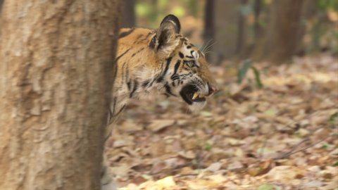 Tiger walking in the jungle  close up  4k 