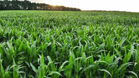 Slow low flight over a green corn field. Summer morning sunrise. 4K video.