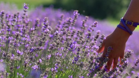 Female hand slowly touches ripe lavender flowers on a lavender field.