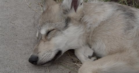 Grey wolf pup sleeping outside.