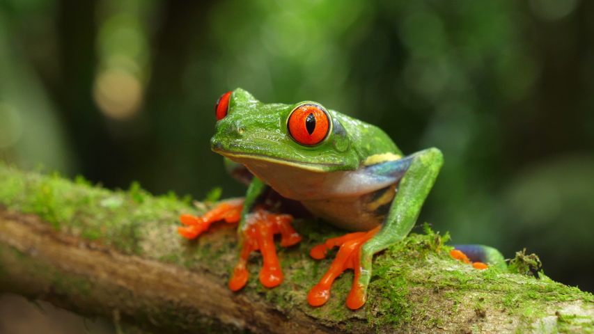 Red-eyed tree frog in its natural habitat in the Caribbean rainforest. Wildlife endangered species. Awesome colorful frogs collection. Agalychnis callidryas, known as the red-eyed treefrog, | Shutterstock HD Video #1032988691