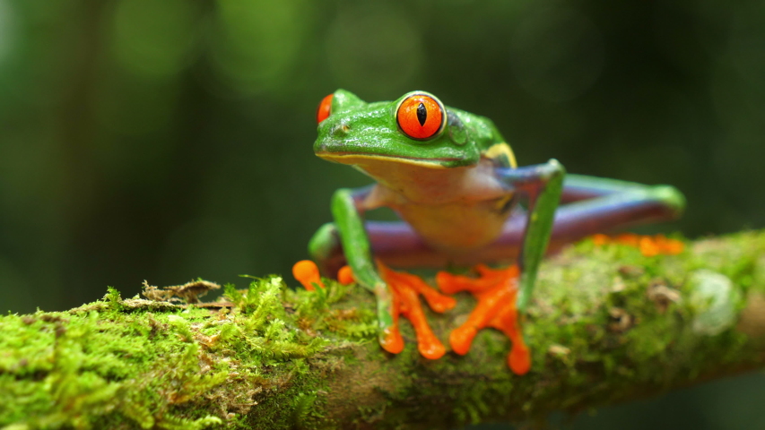 Red-eyed tree frog in its natural habitat in the Caribbean rainforest. Wildlife endangered species. Awesome colorful frogs collection. Agalychnis callidryas, known as the red-eyed treefrog, | Shutterstock HD Video #1032988694