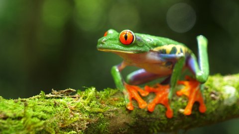 Red-eyed tree frog in its natural habitat in the Caribbean rainforest. Wildlife endangered species. Awesome colorful frogs collection. Agalychnis callidryas, known as the red-eyed treefrog,