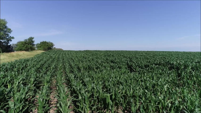 A drone flies just above the top of growing cornstalks on a clear sky summer afternoon, filming in high definition
