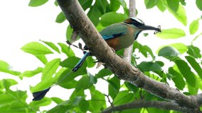 Colorful motmot bird with a butterfly in its beak in the forest woodland. The motmots or momotidae are a family of birds in the near passerine order coraciiformes, which also includes the kingfishers