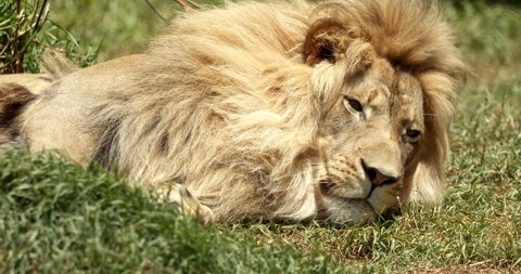 Lion lying in grass relaxing