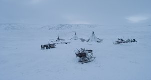 Reindeers with sleigh in the middle of tundra in Siberia beside the yurts drone taking video.
