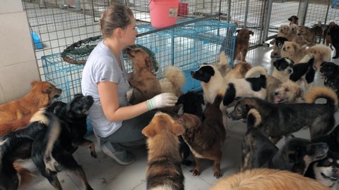Close-up of young girl petting caged stray dogs in pet shelter. People, Animals, Volunteering And Helping Concept.
