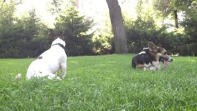 Mobile phone video. two joyful dogs playing in park. cute tricolor Welsh Corgi dog lies in bright green grass and small Jack Russell terrier runs around and plays with him. walking in city park with