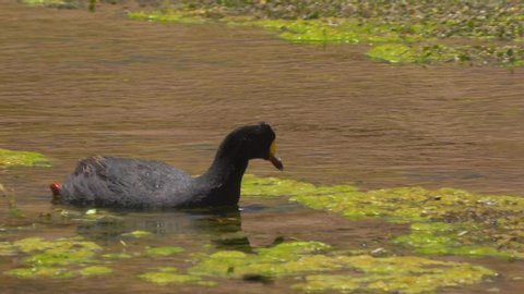 Chilean Giant Coots. This clip is available in different gradings - This is the flat grade.