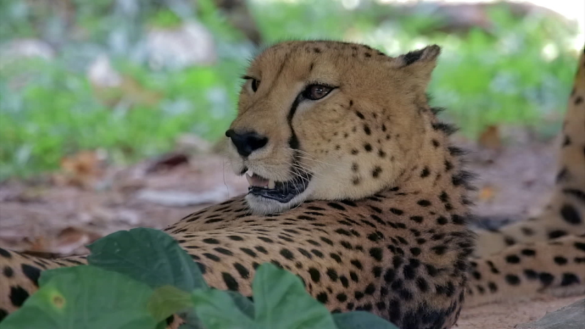 Cheetah panting heavily after a long chase