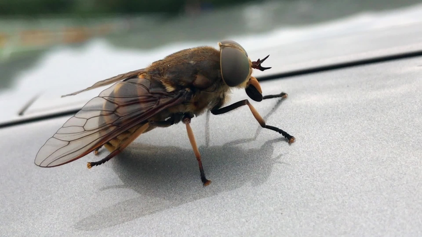 Big fly on the car roof