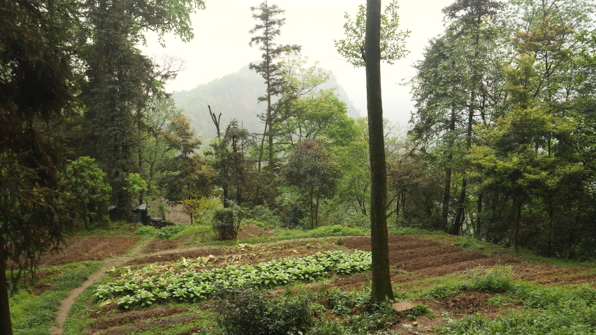 Vegetable garden in mountains, China.