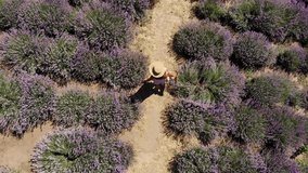 Woman in a straw hat walks through a lavender field. View from above. The drone follows the object. 4K video.