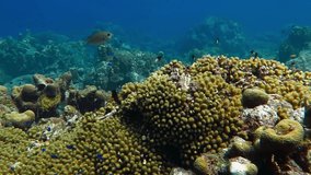 Tropical coral reef and fish swimming in the blue ocean. Marine life and corals. Underwater video from scuba diving on the reef. Aquatic life, healthy sea ecosystem.