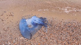 Carcass of dead huge blue jellyfish is washed up by the sea on sandy beach. Photo - JPEG video codec