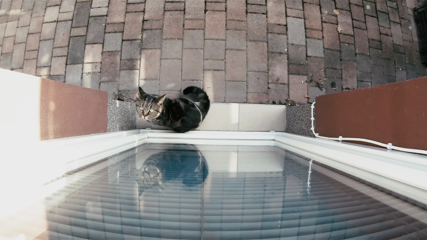 Leave Cat Inside Through Front Stock Footage Video 100 Royalty Free 1033034306 Shutterstock