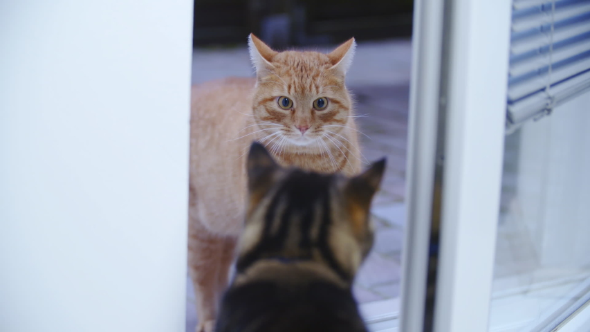 orange cat crossing your path