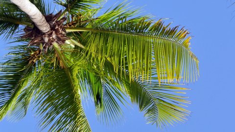 Palm tree leaf against blue sky. Palm trees at tropical island coast