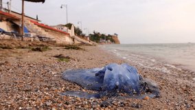 Carcass of dead huge blue jellyfish is washed up by the sea on empty public sandy beach. Photo - JPEG video codec