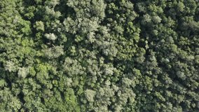Aerial Shot drone view A span right above the forest above the treetops the camera looks down the panorama of the forest
