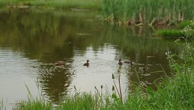 Video ducks swimming in a pond with ducklings