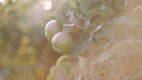 Apples on the branches of Apple trees in an Apple orchard at sunset. - Powered by Shutterstock - Get 15% off with code: PIKWIZARD15
