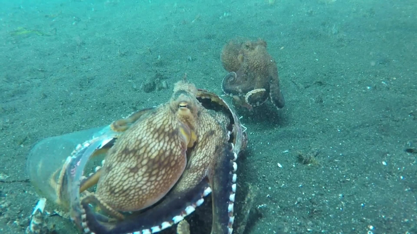 Plastic trash on the ocean floor inhabited by Coconut Octopus, is the envy of its neighbor.  | Shutterstock HD Video #1033056593