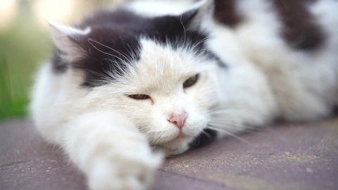 Cute black and white cat sleep on the street. Warm colors on sunset. Close up of wild fluffy animal.