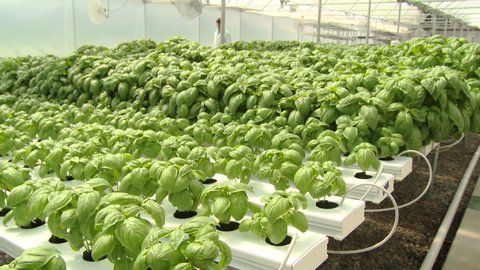 Panning shot of hydroponic basil farm in greenhouse