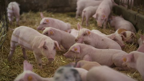 pigs on livestock farm, pigs farm, livestock farm. Modern Agricultural Pigs Farm