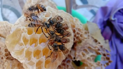 A group of bees is enjoying honey in the nest. Natural Animal Footage. Close-Up Bees. Macro Shot Animal.