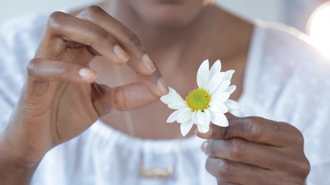 Close up of Black woman pulling petals off daisy