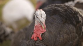 Close up of turkey outdoors