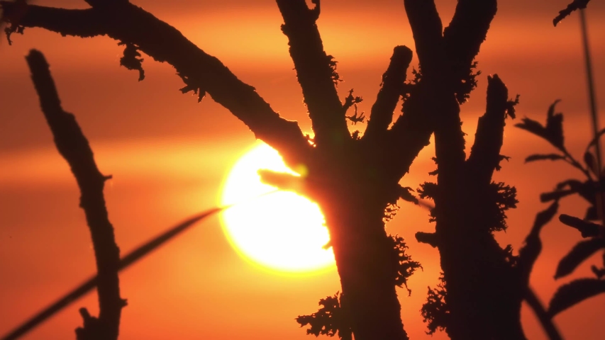 Time Lapse, Close Up , Sunset Through Branches (flat version). Also take a look for other versions of this shot in my portfolio.