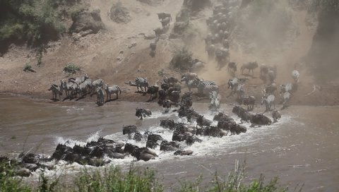 Grand spectacle of the Great Migration river crossing in the Masai Mara of Kenya. Tens of thousands of wildebeest and zebras lining up to cross in a stampede of action and desperation