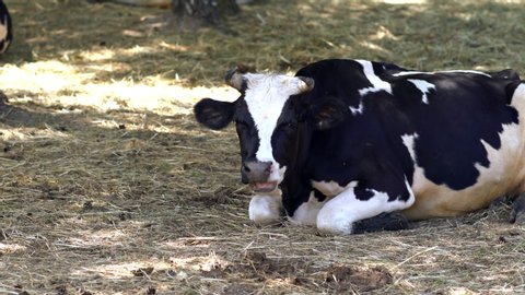 Black and white Holstein dairy cow lying in a pasture chewing the cud in the dappled shade of a tree on a farm