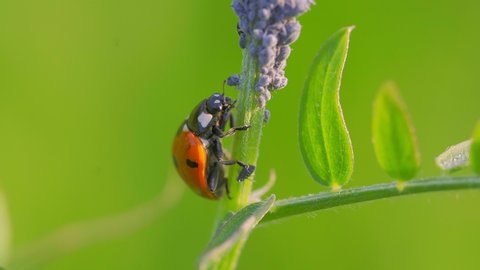 A ladybug beetle sits on a plant stalk near the aphid