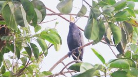 Great Cormorant bird on tree branch calling other birds I Great Cormorant bird stock video full HD
